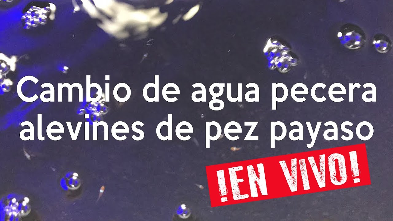Reproducción de peces payaso - Cambio de agua en vivo