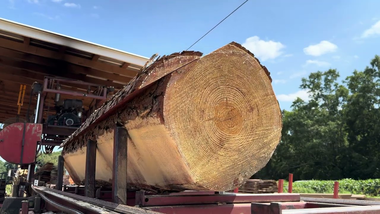 BIG Yellow Pine Logs Getting Cut Up | Cooks AC36 Sawmill