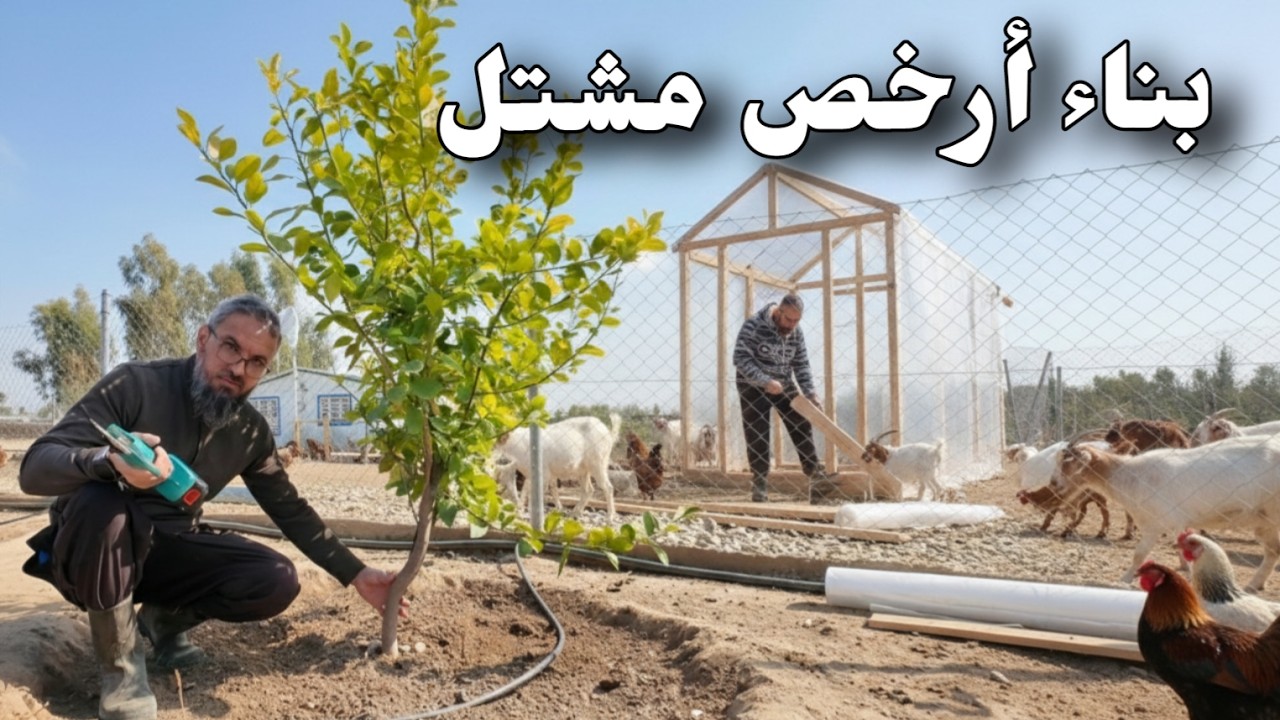 بناء بيت زجاجي او مشتل  بأقل التكاليف، خطوات مهمة انتبه لها عند تقليم الاشجار .تكملة بنار البيت(280)