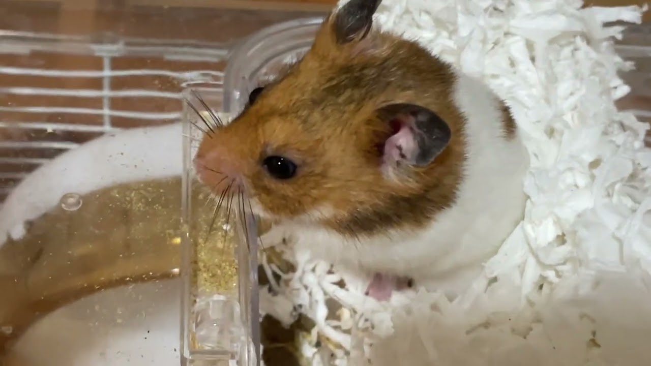 ハムちゃん(Hamster)ニンジンを確保して再び散策