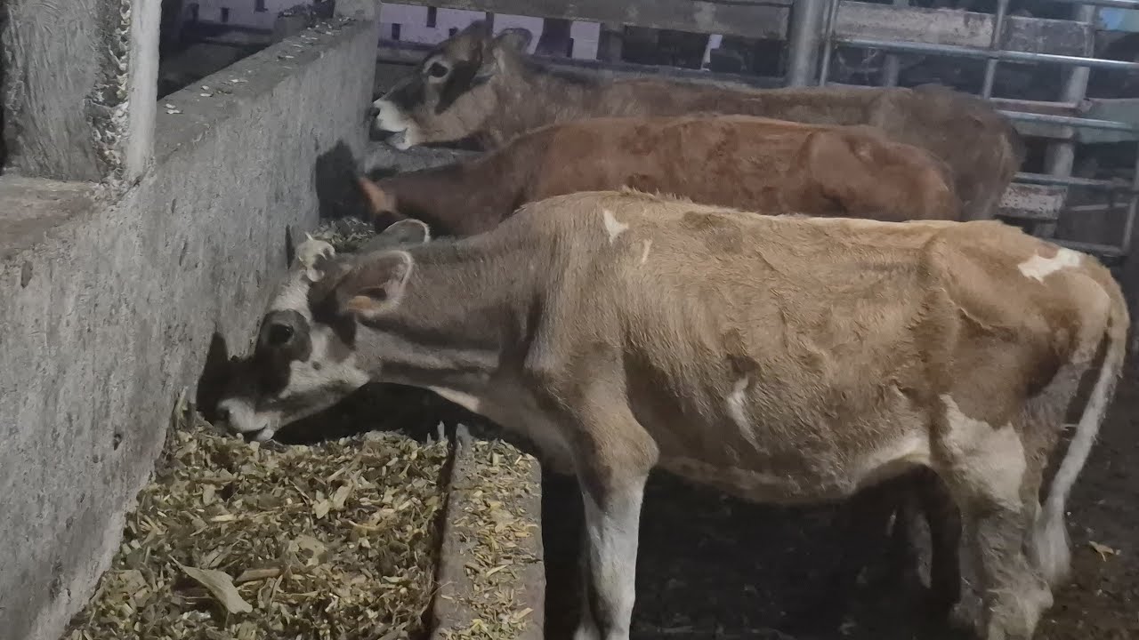 Que bonitas terneras Jersy tenemos ala Venta 