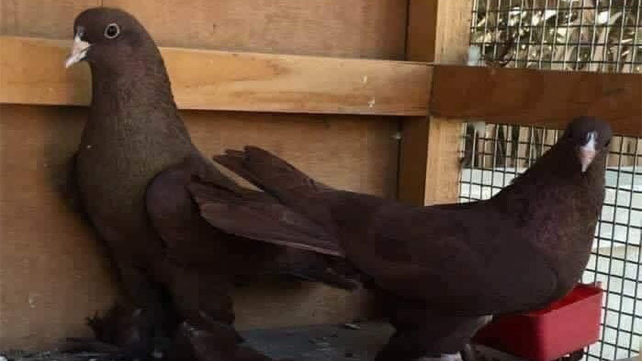 طيور حمر صلم مقبطات وغر رس قديم لون عالي