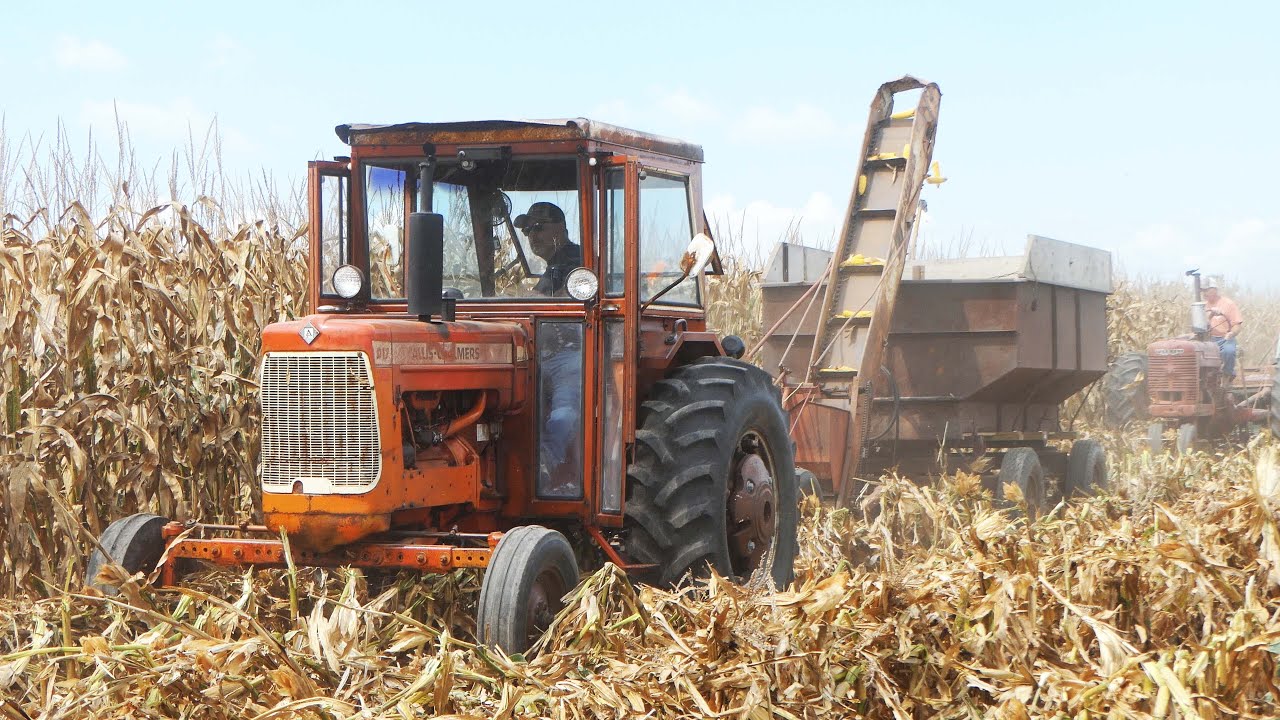 Vintage Corn Picking Tractor on Duty in The Field