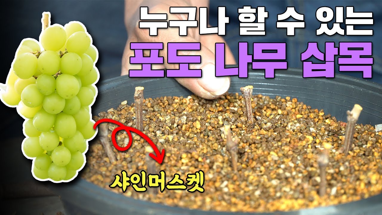 누구나 쉽게 포도를 키워 먹는 삽목 방법ㅣ포도나무 삽목ㅣ샤인머스켓, 캠벨, 머루