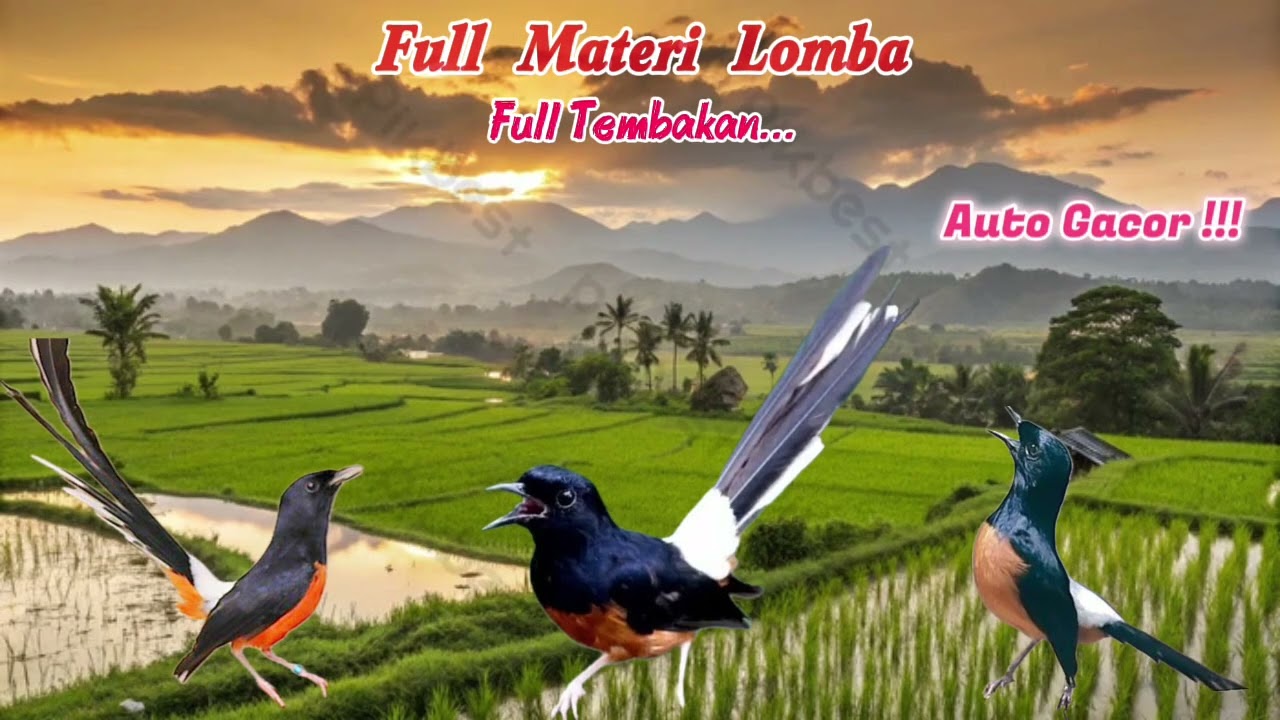 Murai batu Gacor cocok buat Masteran #muraibatu #birds #birdsounds #masteranburung #passaros