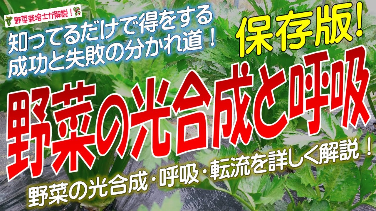 野菜の光合成と呼吸のメカニズム（野菜の光合成・呼吸・転流の仕組みを詳しく解説！）