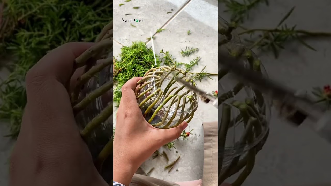 Tutorial bonsai krokot. 