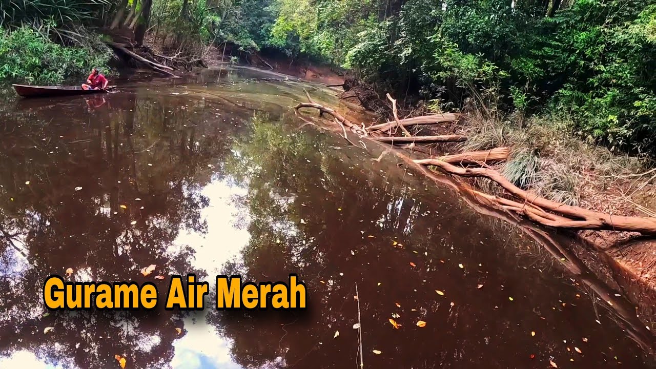 Mancing Gurame Liar Di Tengah Hutan Kalimantan