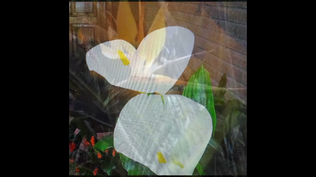 PETITE FLEUR (PEQUEÑA FLOR) - RICARDO REDOLI.  SUBTITULADA ESPAÑOL