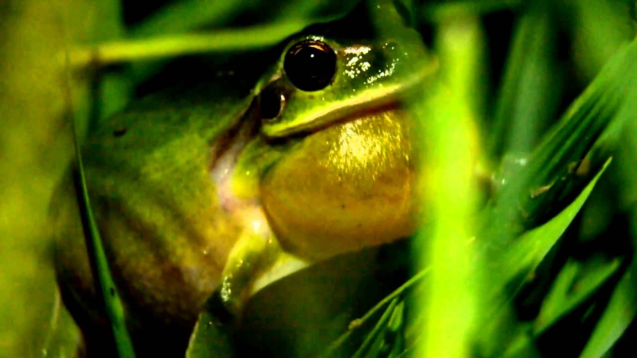 Things thoboy does/sees when he is on vacation.. treefrog / Hyla meridionalis