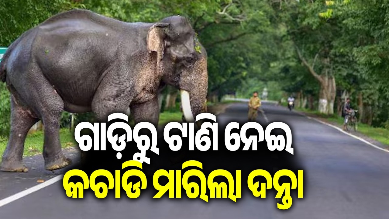Man Killed in Wild Elephant Attack in Forest Area of Deogarh || Kalinga TV