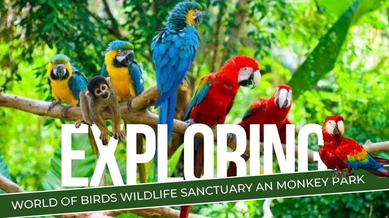 The Largest Bird Park In Africa/World Of Birds Wildlife Sanctuary  And Monkey Park