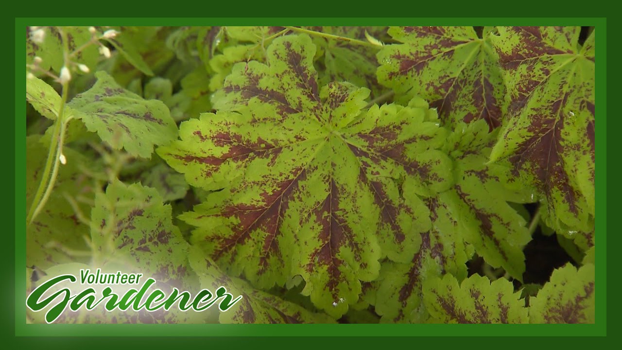 Great Plant Performers in the Trial Gardens| Volunteer Gardener