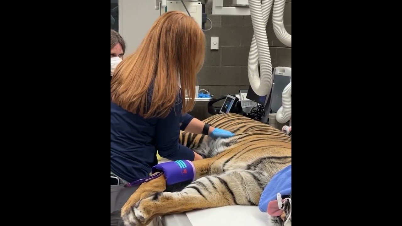 Sumatran tiger vet exam