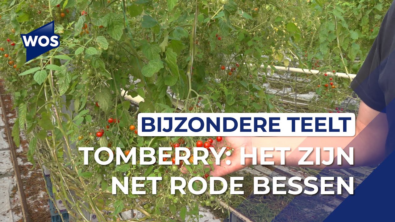 De kleinste tomaten ter wereld groeien in Poeldijk