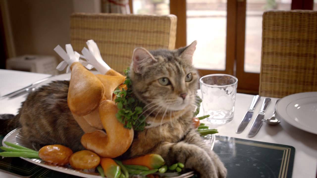 Dreamies 'We're Sorry'