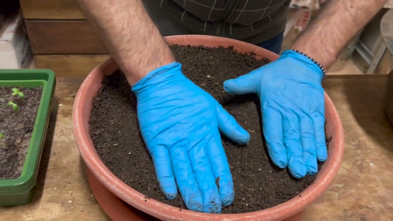 Trapianto nel compost dei nostri girasoli