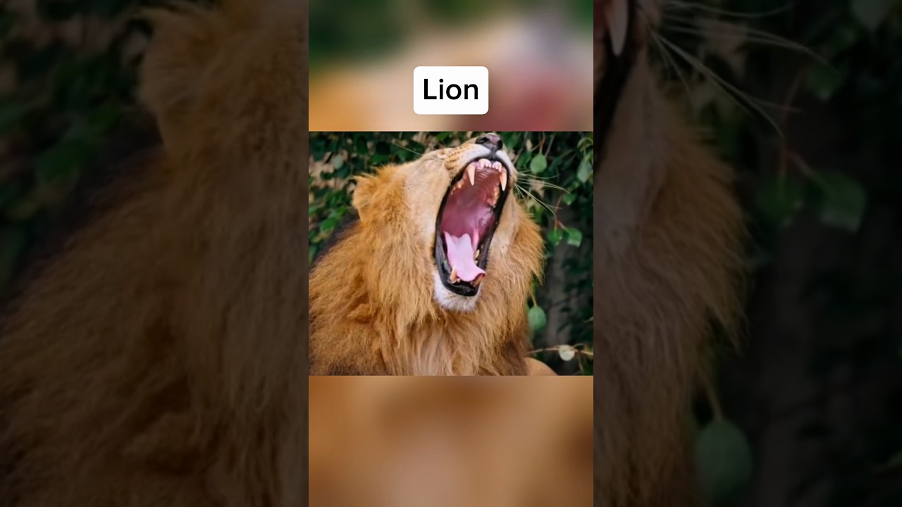 Как зевают животные 🤯