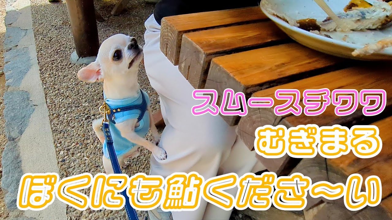 【スムースコート チワワ】紅葉前の香嵐渓（愛知県）（#32）