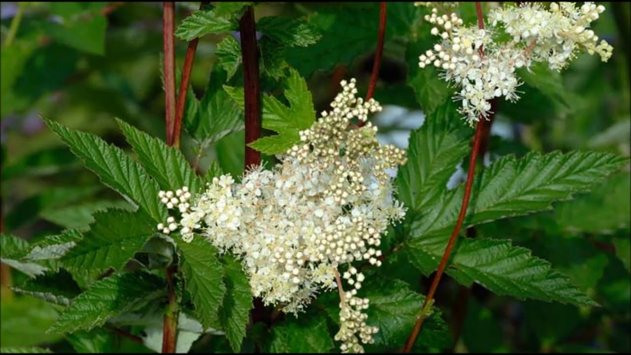 Meadowsweet Health Benefits and Medicinal Uses