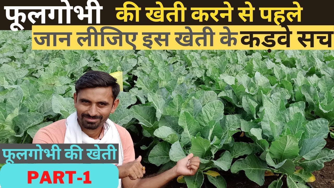 फूलगोभी की वैज्ञानिक खेती | Cauliflower farming | Gobhi ki kheti | soil, PH, temp, profit, lagat etc