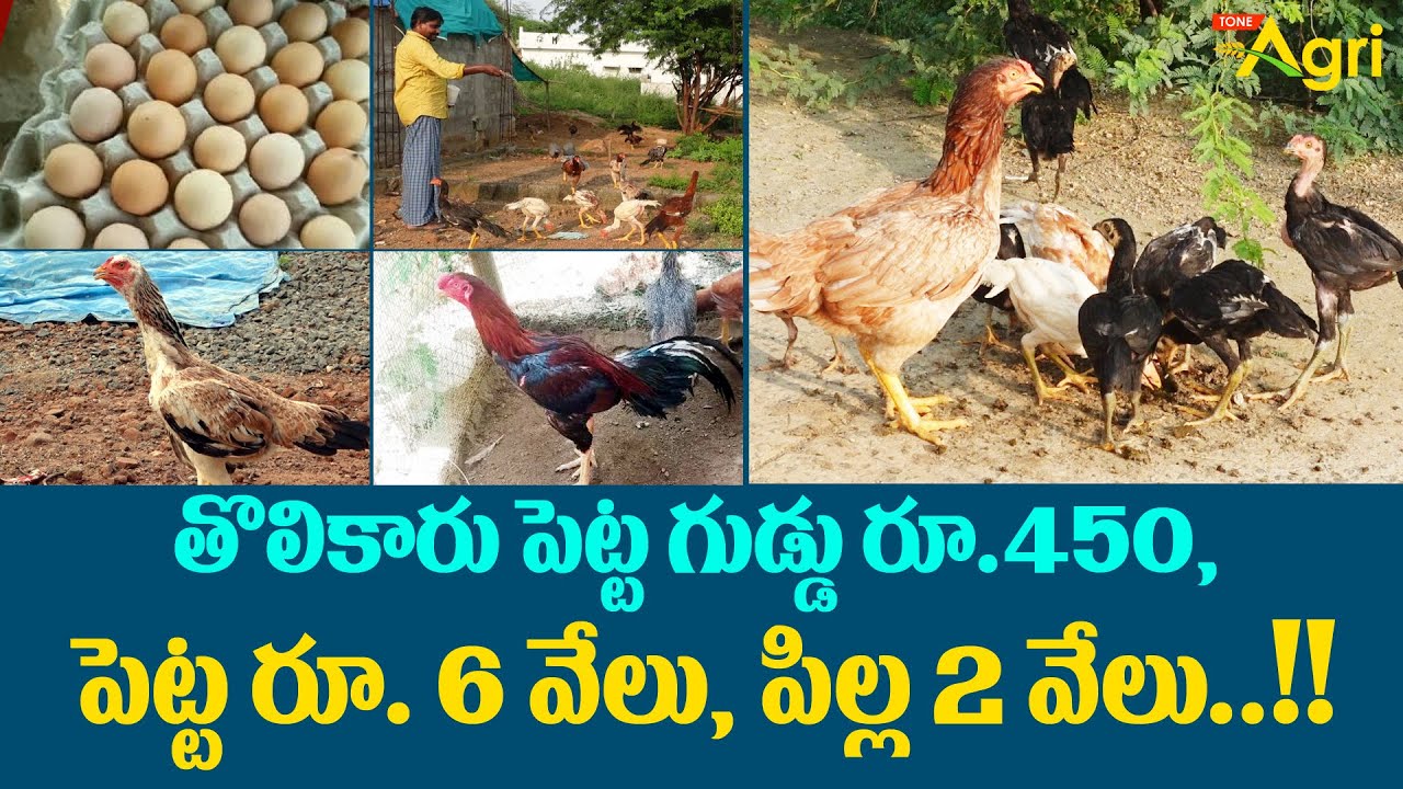 Jathi Kodi Pettalu, Chicks | తొలికారు పెట్ట గుడ్డు రూ.450, పెట్ట 6వేలు, పిల్ల 2వేలు..!! Tone Agri