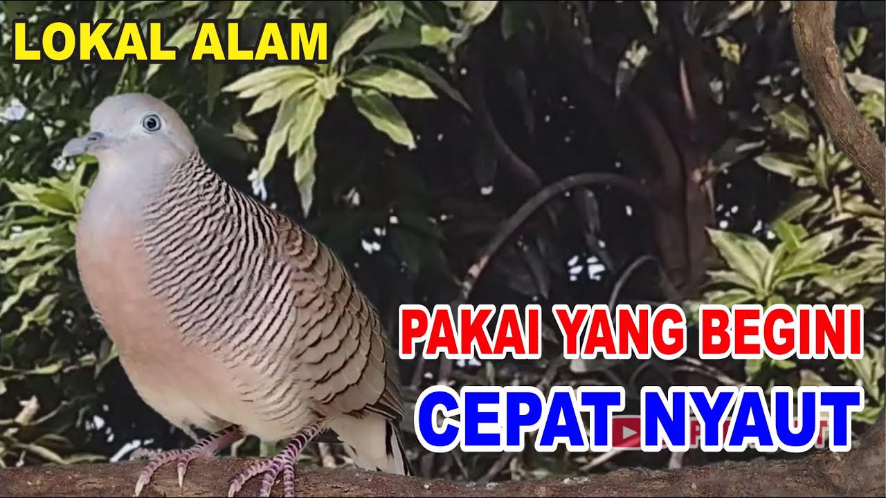 Perkutut lokal gacor dari alam bebas berani PUTAR nyaut