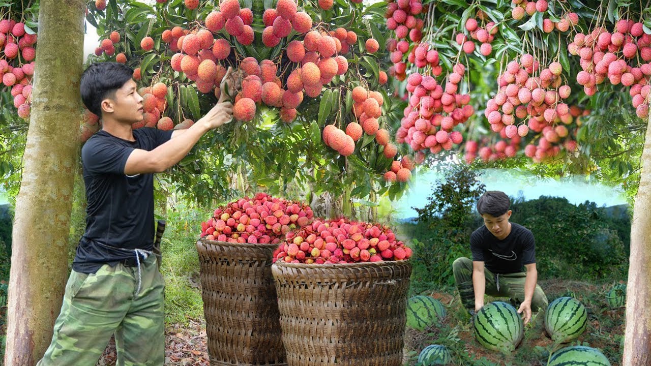 Урожай крупных личи раннего сезона, сливы, бананы, арбузы для продажи на рынке. New house