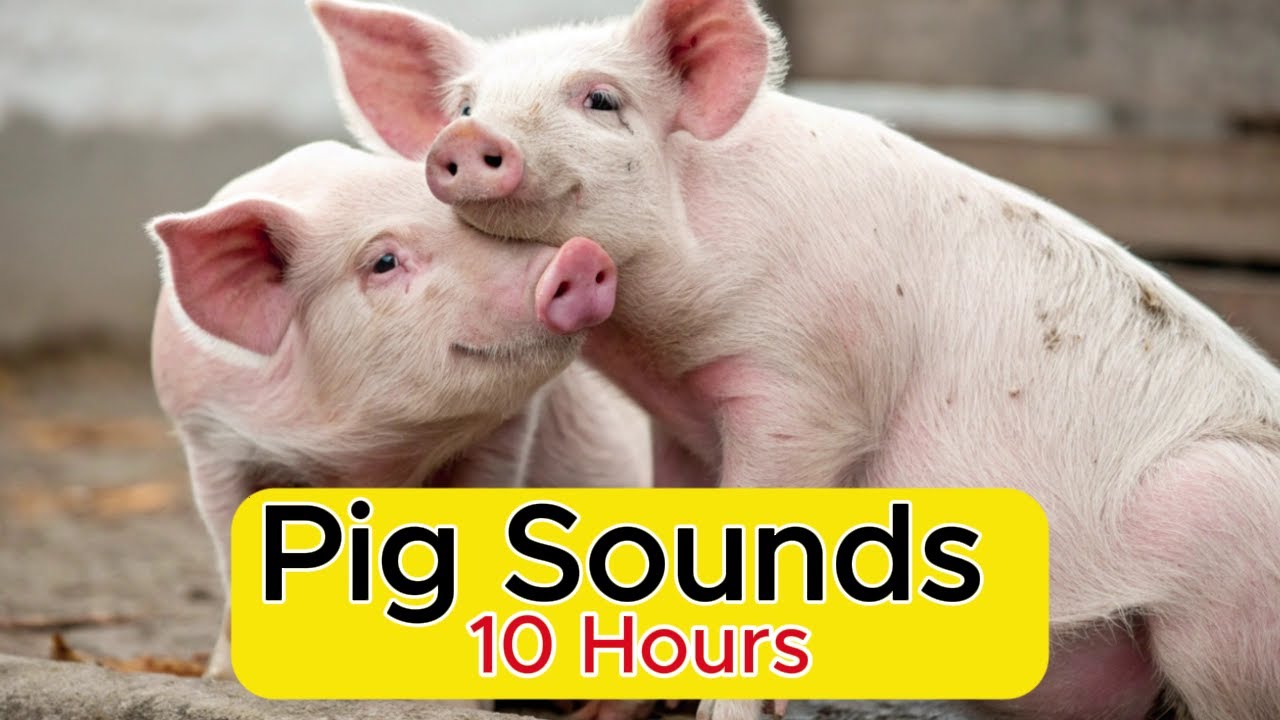 Pig Sounds 10 Hours – Peaceful Farm Ambience for Sleep and Relaxation