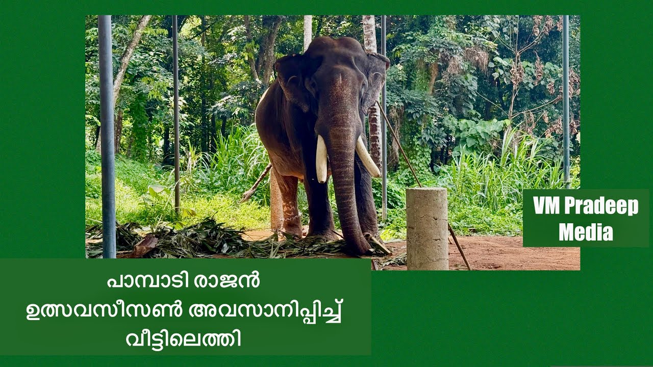 പാമ്പാടി രാജൻ ഈ സീസൺ പൂർത്തിയാക്കി വീട്ടിൽ@VMPRADEEP#pampadyrajan#keralaelephant#aanakathakal
