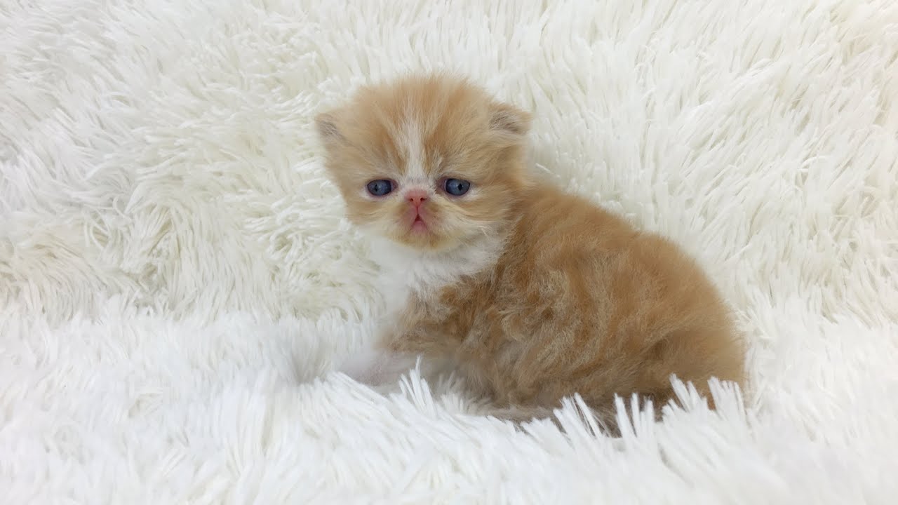 Persian named Lewis (aka Finnigan)