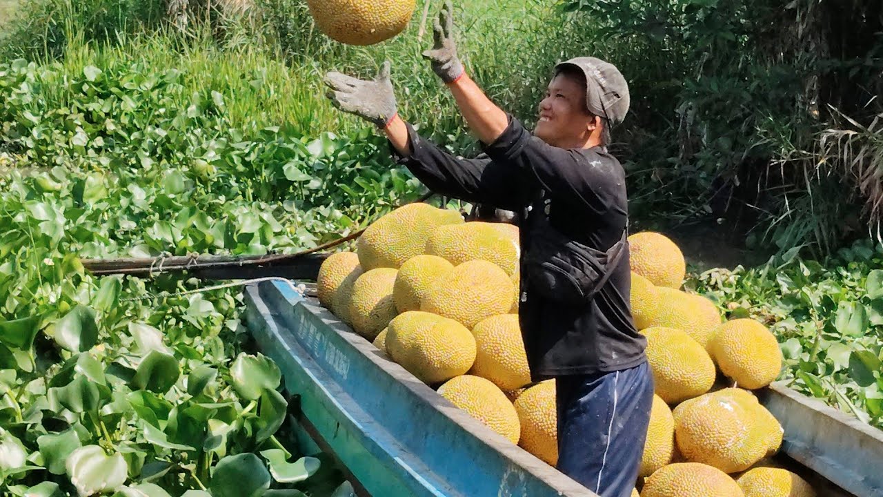 Thu hoạch mít ruột đỏ quê tôi hậu Giang, nhà vườn xót lòng khi giá mít xuống thấp.#food #fruit 