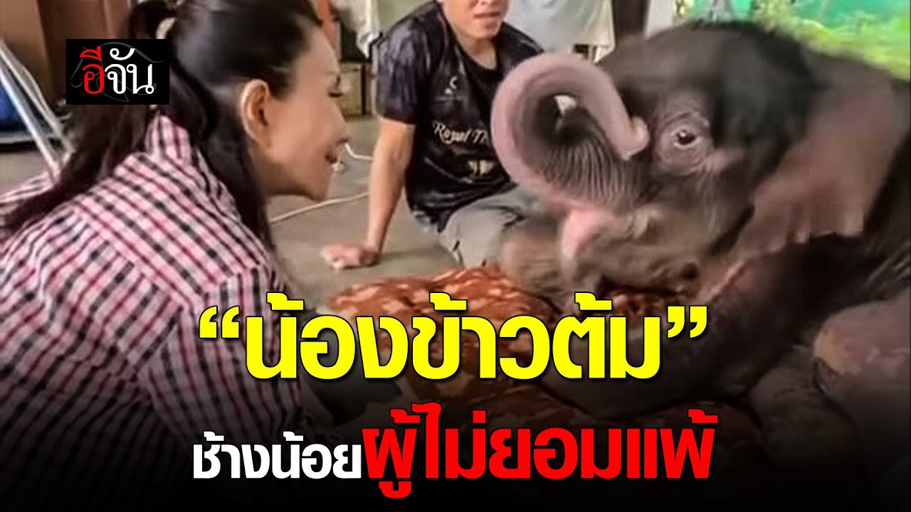 “น้องข้าวต้ม” ช้างน้อยผู้ไม่ยอมแพ้ | อีจัน EJAN