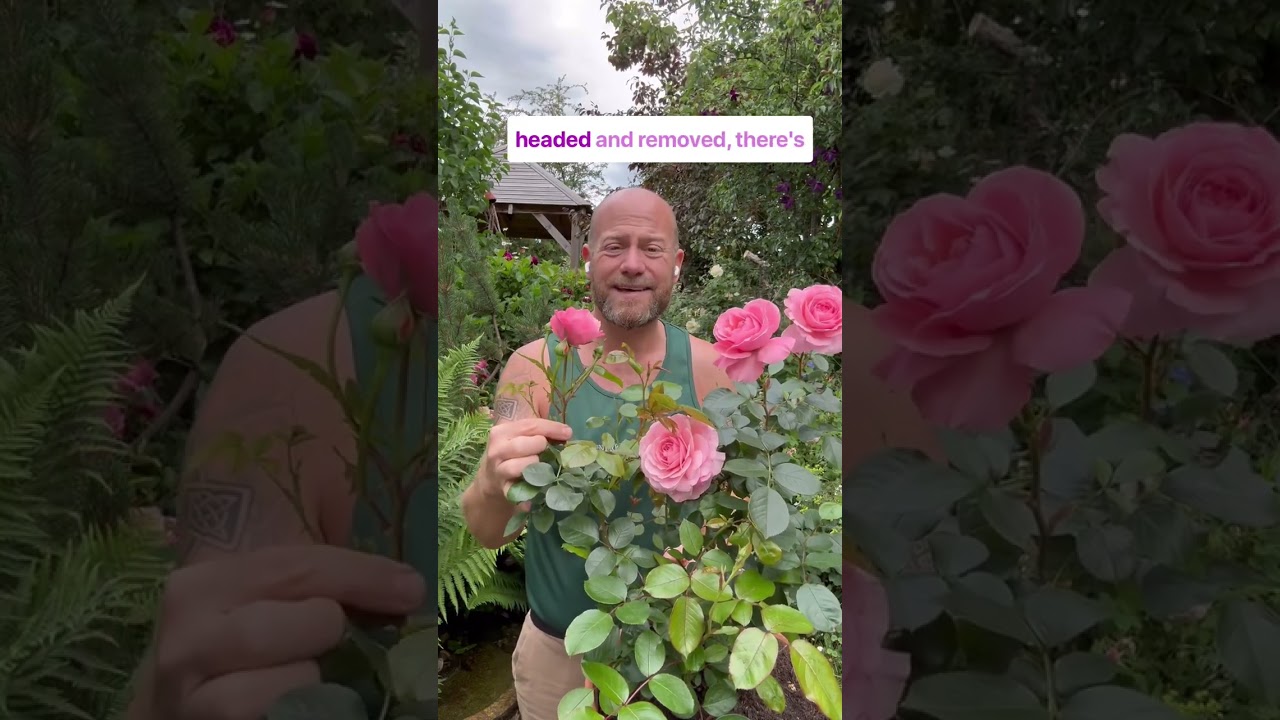 personal growing review of Rose &lsquo; sexy rexy&rsquo; (Macrexy) available from @PeterBealesRoses #gardenerben