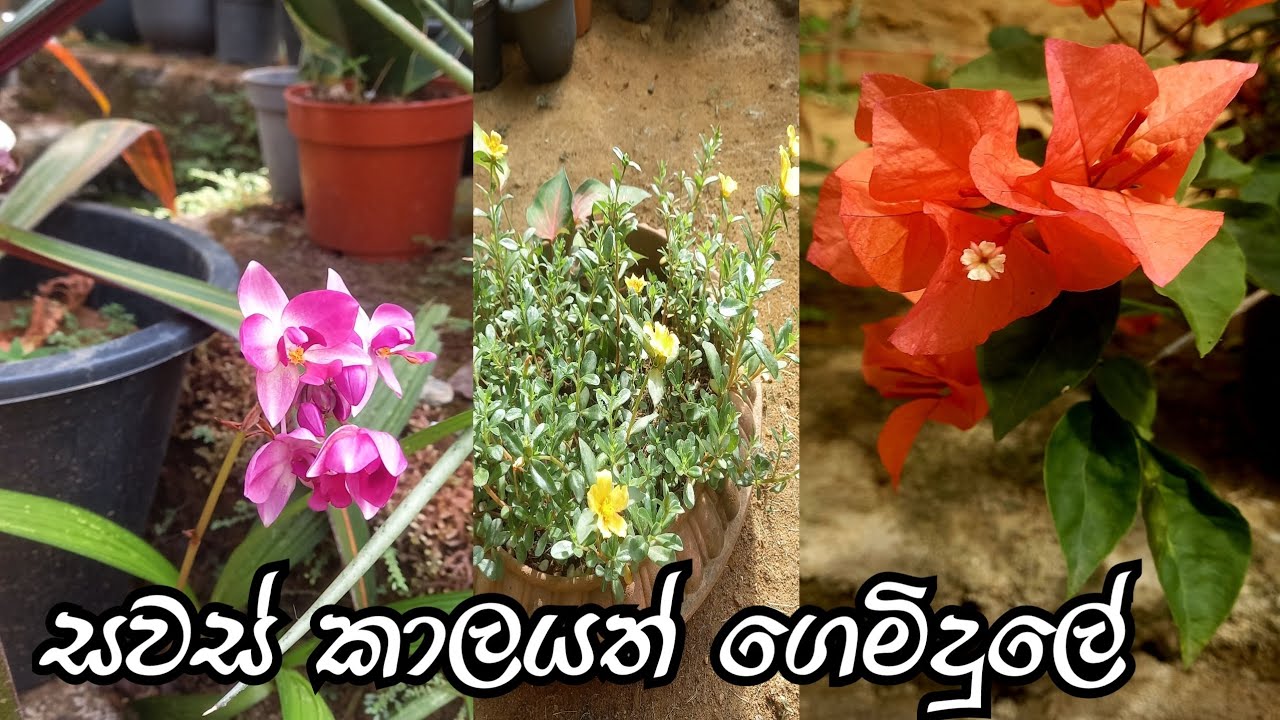 සවස් කාලයත් ගෙමිදුලේ ... #gardening #dailyvlog #lifestyle 