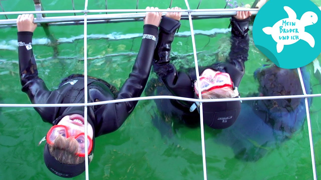 Mit Haifischen im Wasser | Mein Bruder und ich in Südafrika