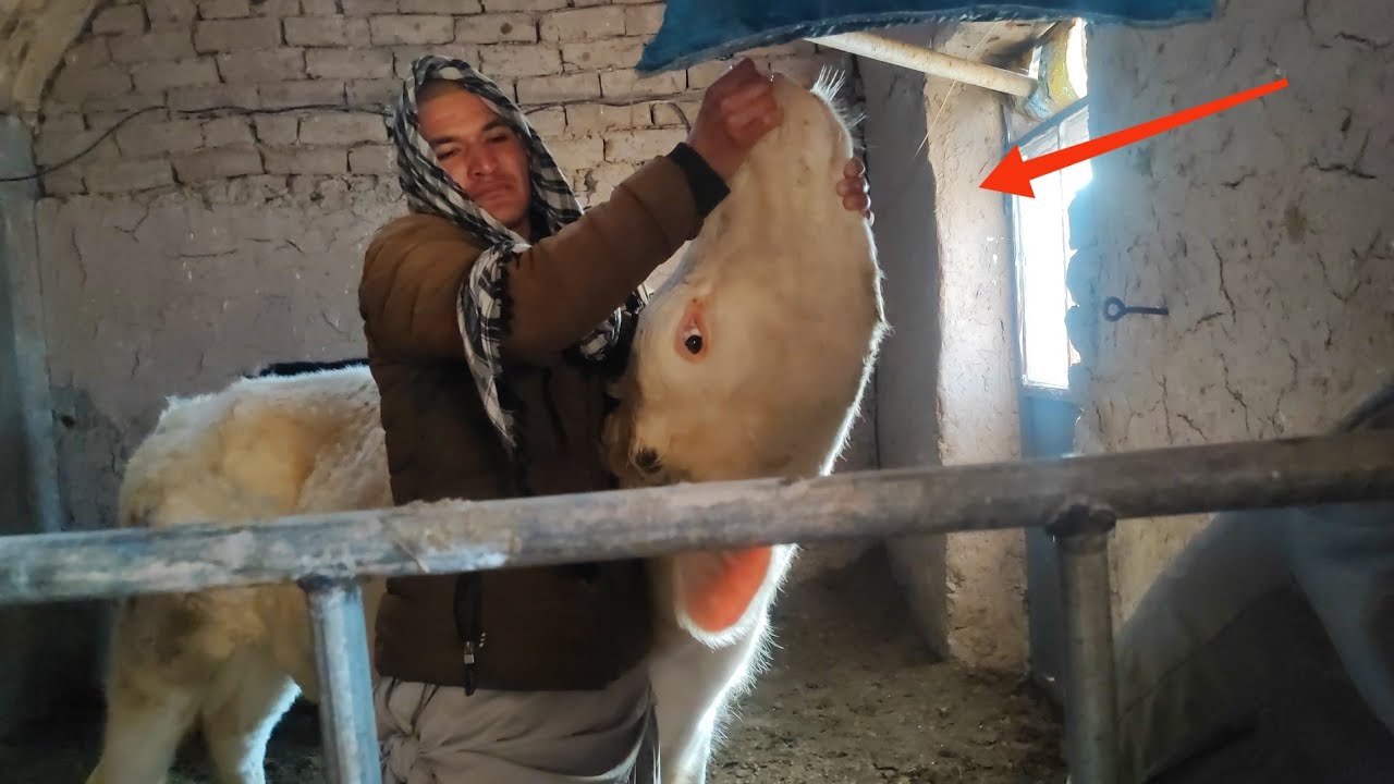 Our Cows Got Sick | Off-Grid Village Care + Traditional Rice Cooking
