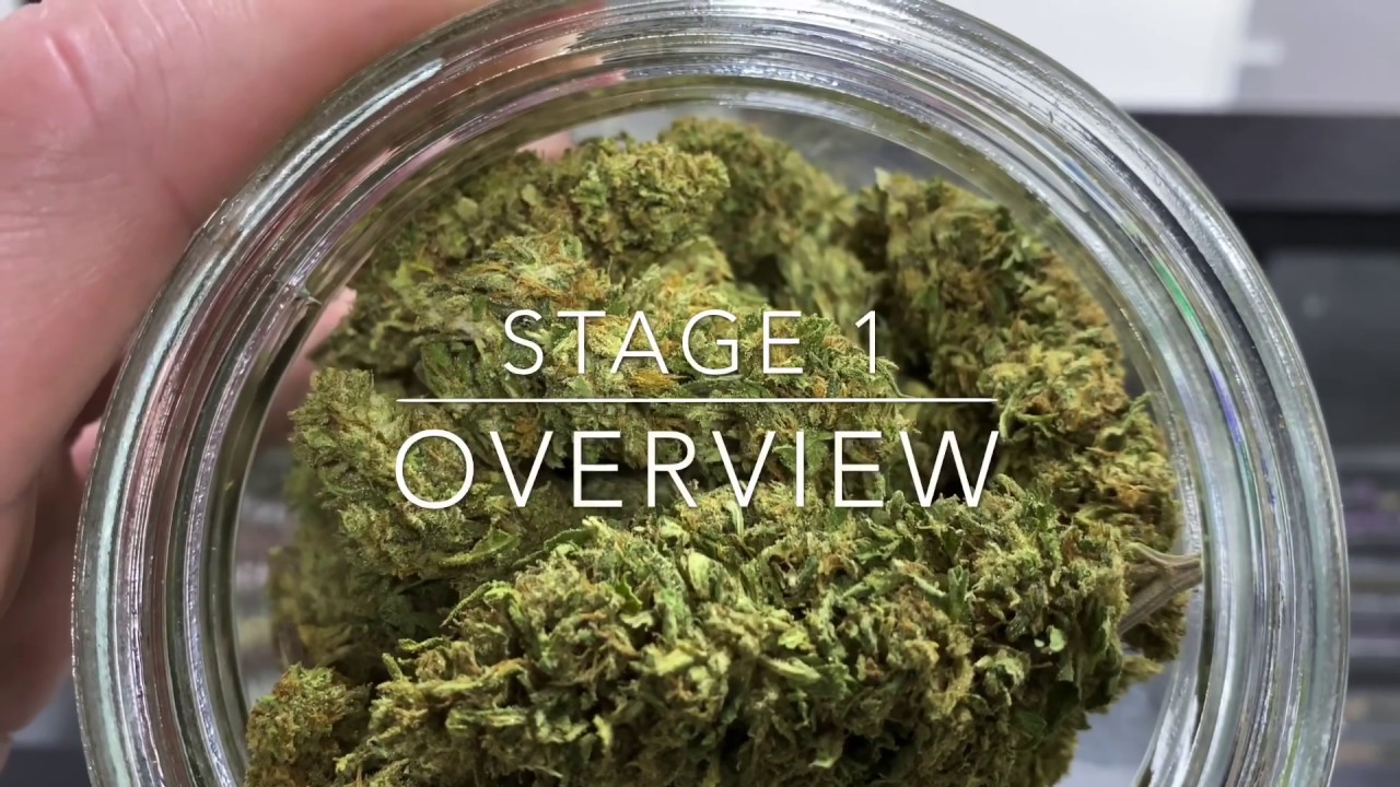 Suver Haze Strain Review