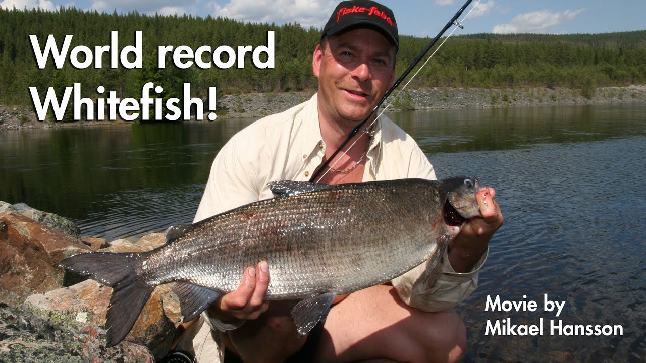 The world record whitefish on fly - Världsrekord på flugfångad sik?
