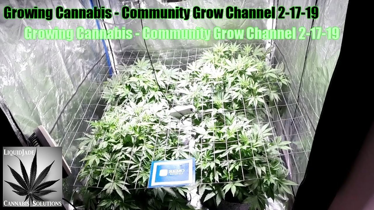 Growing Cannabis - Community Grow Channel 2-17-19