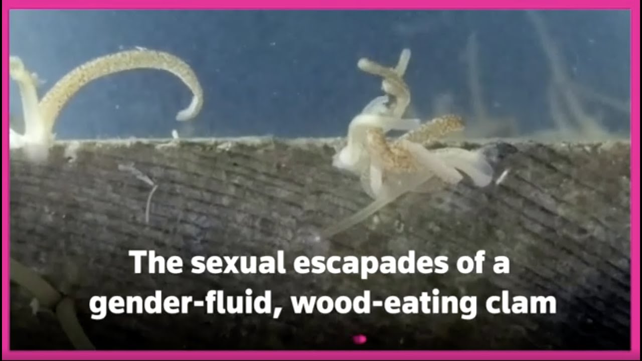 Shipworm sex frenzy suggests size does matter