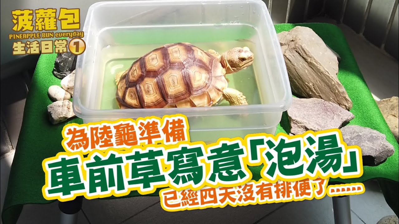 為陸龜準備車前草寫意泡湯：已經四天沒有排便了啊 [菠蘿包生活日常]