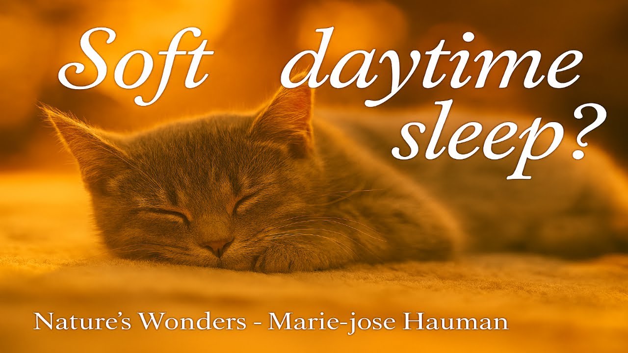 Dreaming in Daylight — Animals That Nap by Day