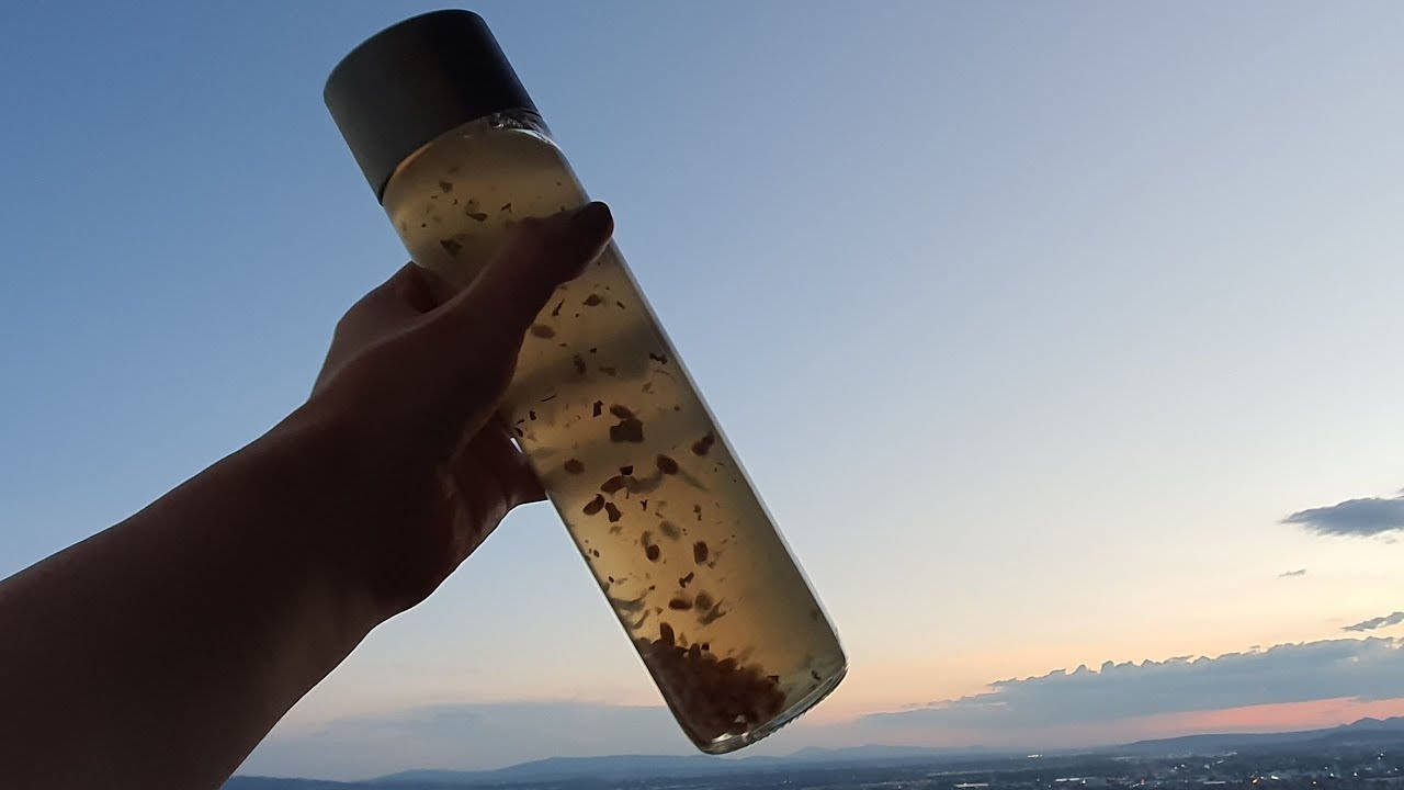 Barley Tea Recipe - Koala Kitchen (Sub. Espa&ntilde;ol)