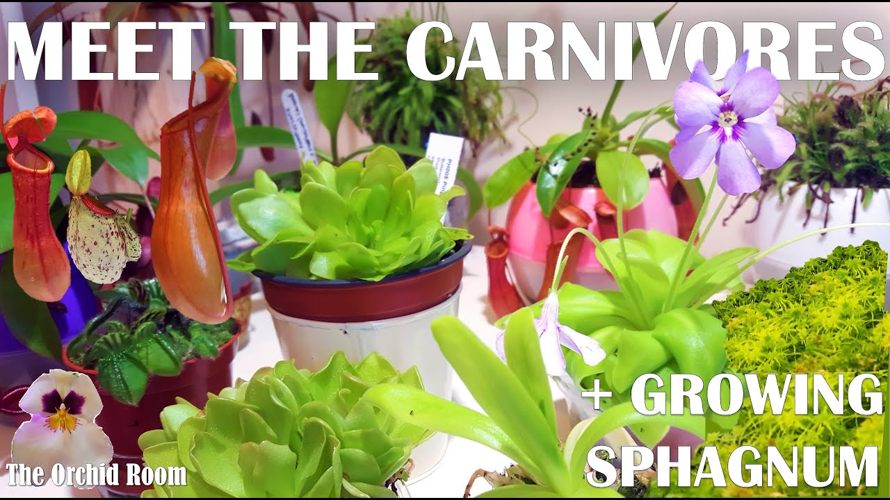 My Orchid Companion Plants: Carnivores and Growing Sphagnum Moss