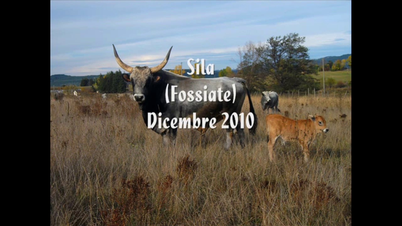 Transumanza nella Sila innevata - Campana CS