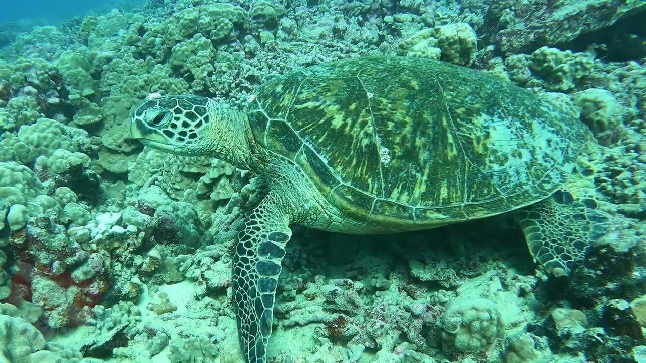 Sea Tiger Shipwreck Dive in Honolulu | Hawaii Scuba Vlog