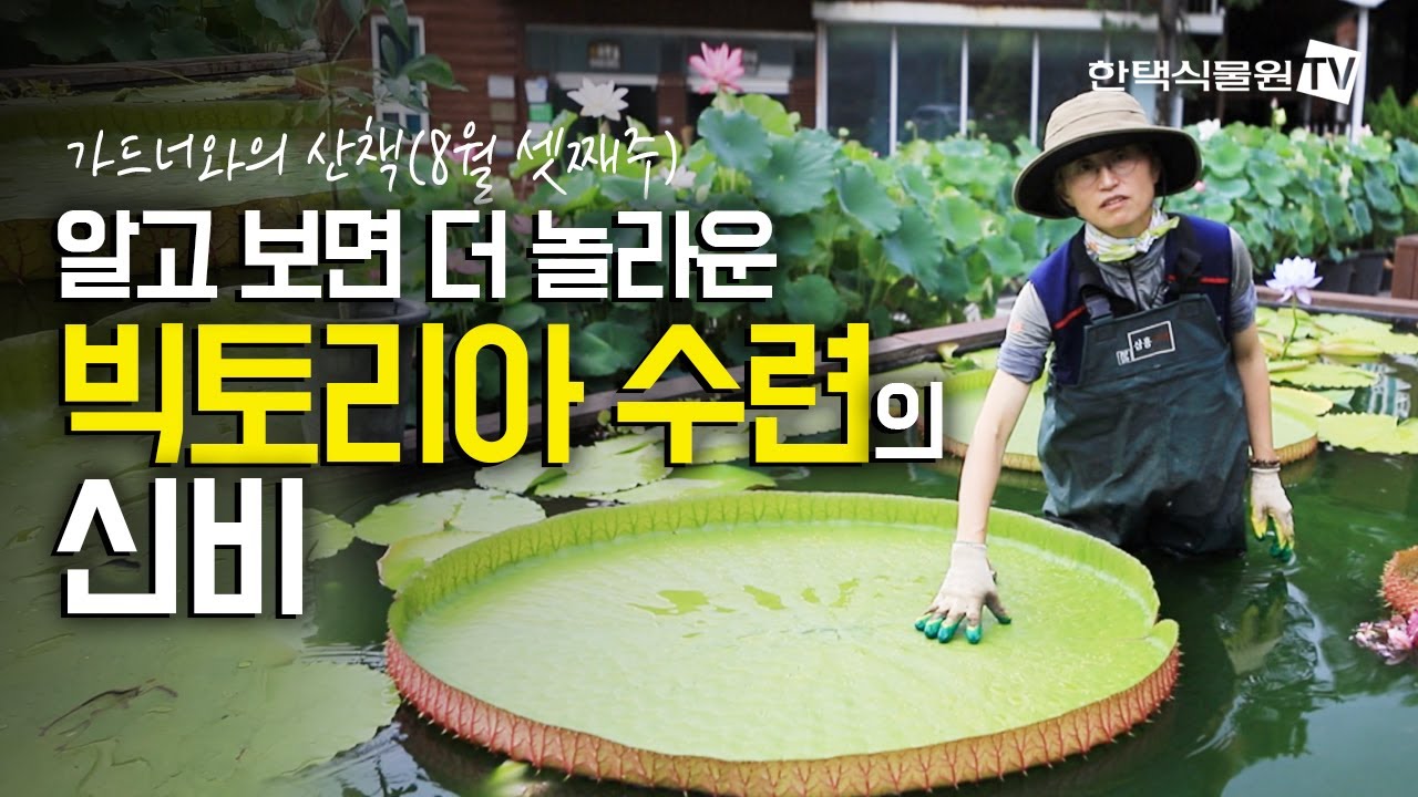 [가드너와의 산책] 알고 보면 더 놀라운 빅토리아 수련의 신비