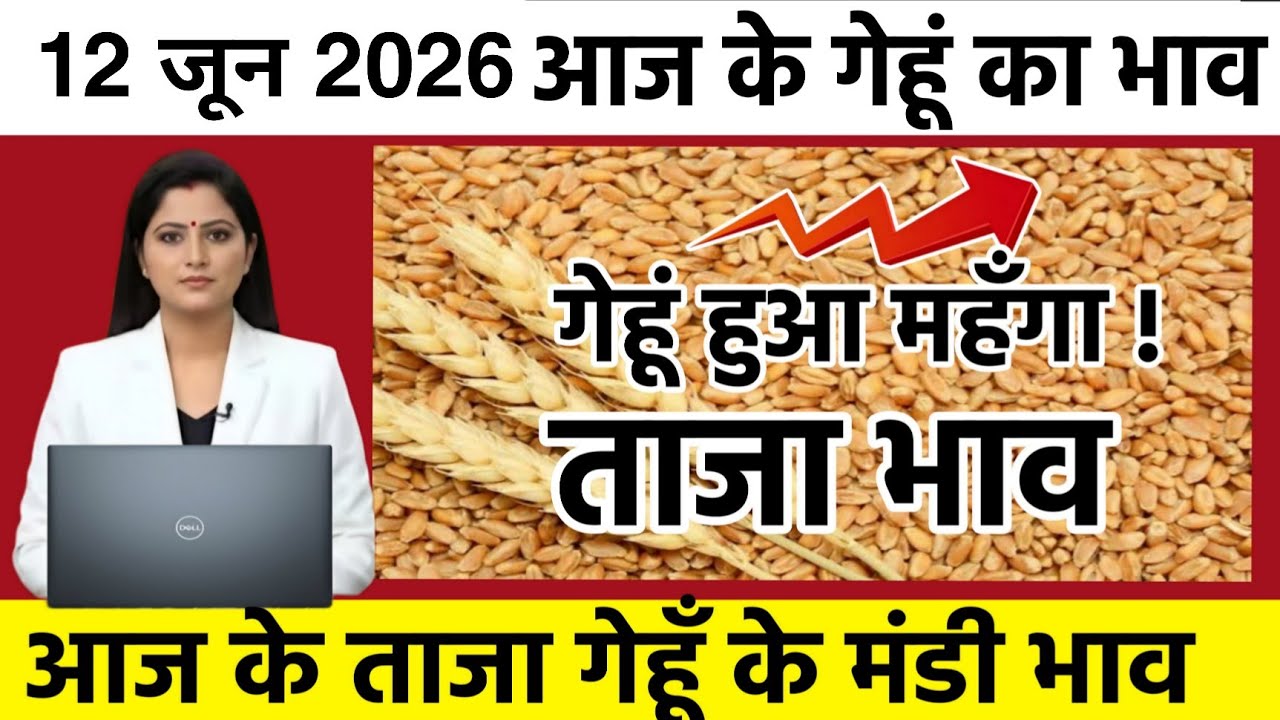 13 जून 2026, गेहूँ के भाव में तूफानी तेजी देखें भाव Gehu ka Bhav, Wheat rate today , गेहूं का रेट