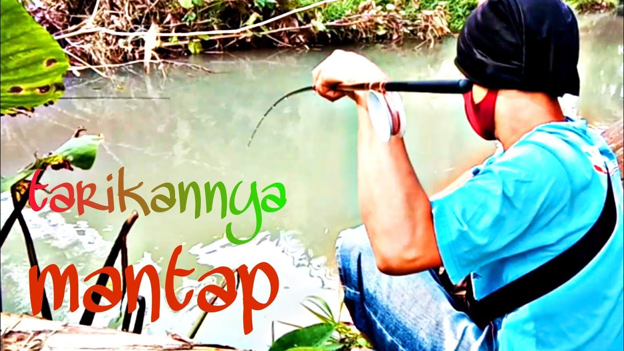 Senangnya Dapat Babon ikan maracoca.